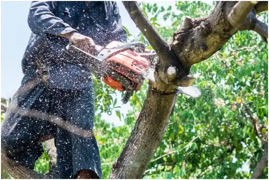 tree services Mayagüez